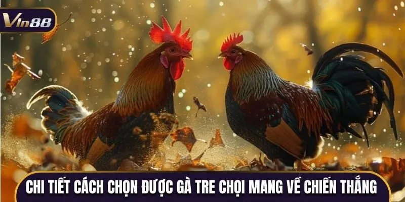 Chi tiết cách chọn được gà tre chọi mang về chiến thắng lớn