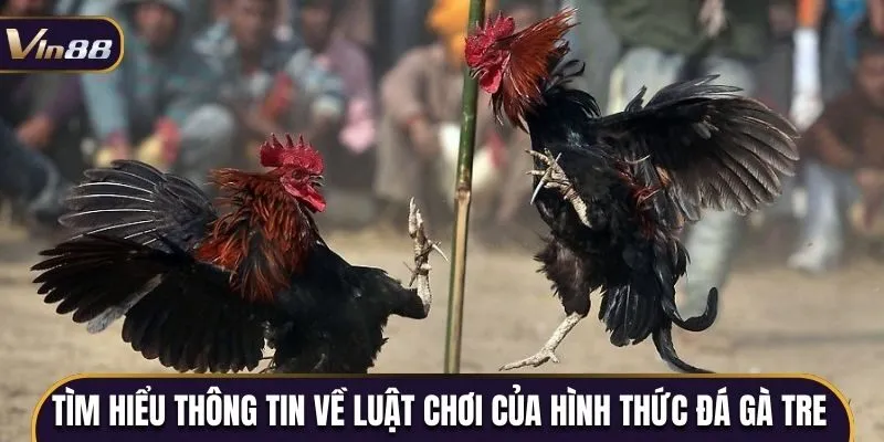 Tìm hiểu thông tin về luật chơi của hình thức đá gà tre